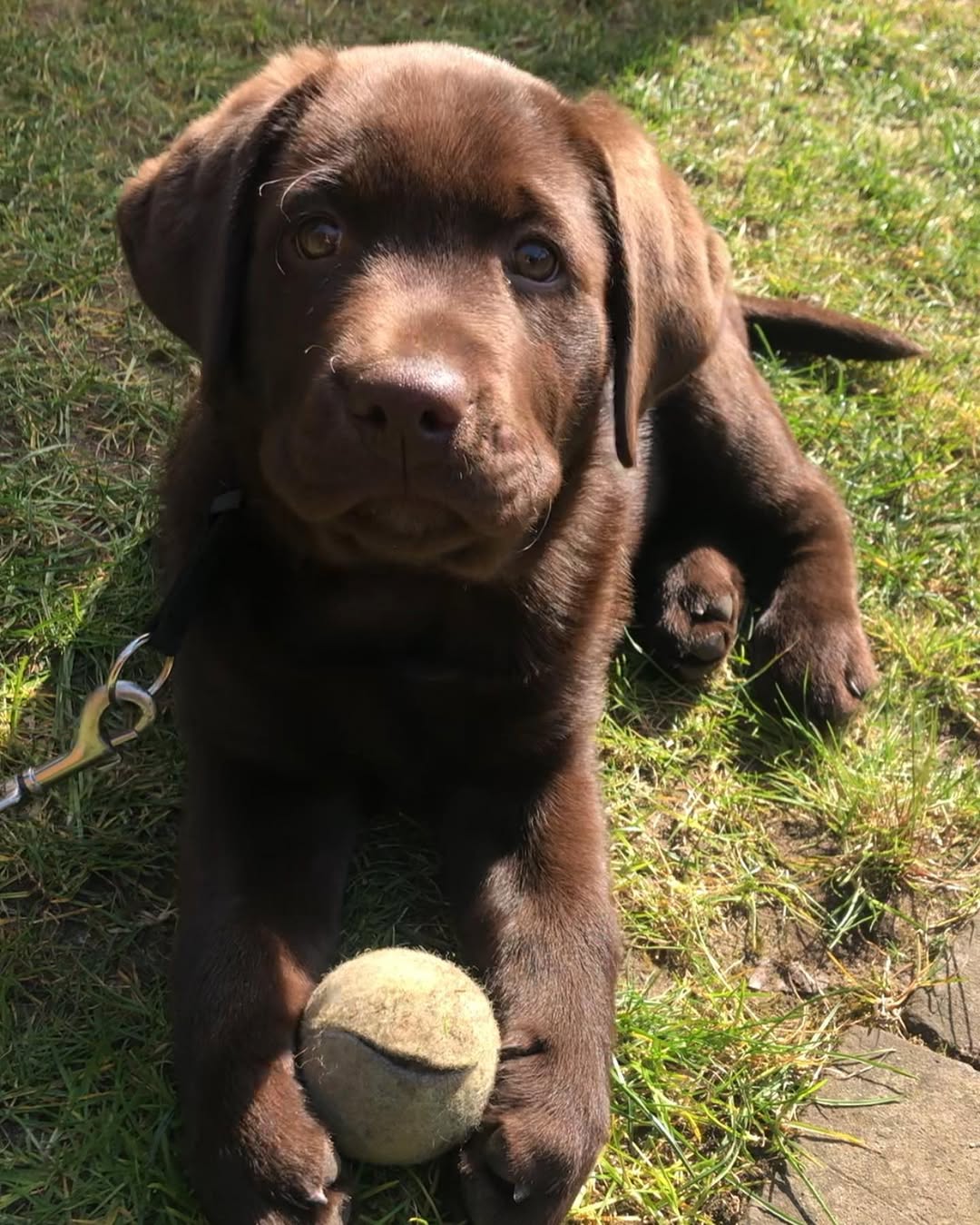 Adorable Labrador puppy